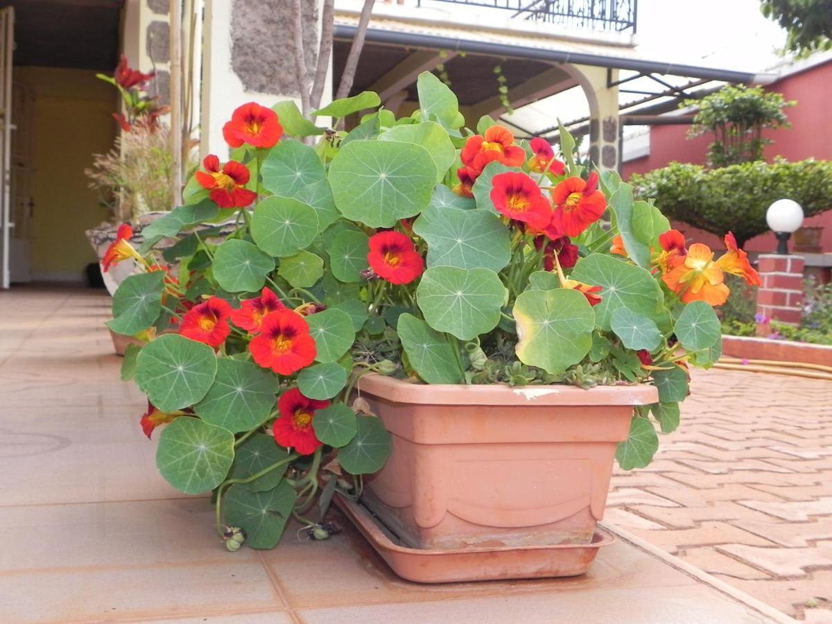 Petite Flower Guest House Talata-maty Luaran gambar